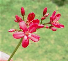  Female Inflorescence with female flowers, male flowers unopened